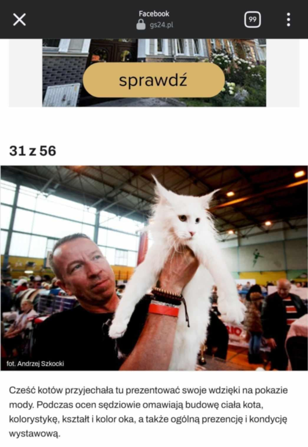 Cat show award